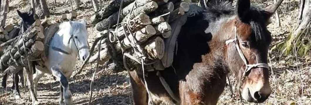 Sull’Appennino bolognese i sentieri della Linea Gotica si ripuliscono con i muli