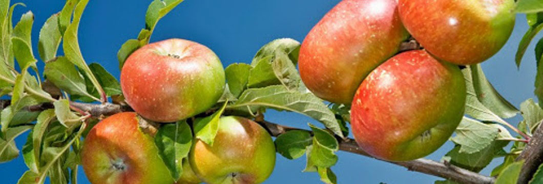Sull’Appennino Bolognese un progetto sperimentale per la filiera produttiva biologica dell’antica “Mela rosa romana”
