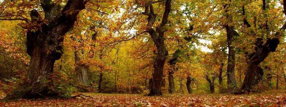 La castanicoltura dell’Appennino modenese alla ribalta